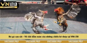 Đá gà cựa sắt